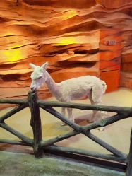 -酷嗒动物文化乐园(cutezoo西溪乐天城店)