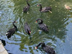 -长白岛森林公园