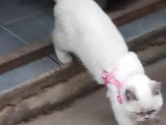 -平吉花卉市场