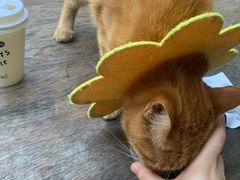 -喵屿·大理花园猫咖