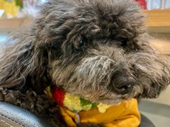 -唐咖精品咖啡(大理古城手冲店)