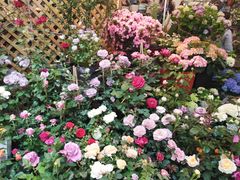 -双季花艺园艺市场(浦东店)