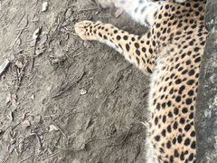 -上海野生动物园