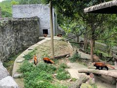 -都江堰中华大熊猫苑