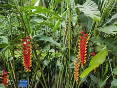-中国科学院西双版纳热带植物园