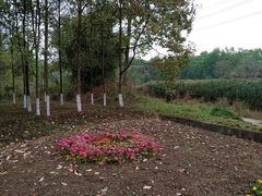 -桤木河湿地公园