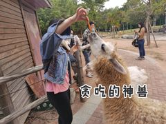 -灵玲国际马戏城