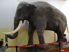 -国家自然博物馆