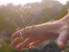 -江湾神木园