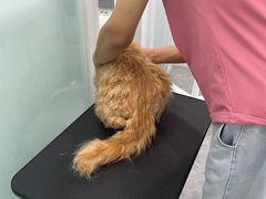 -爱洗澡的猫(望京店)