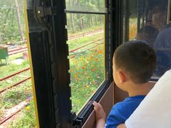 -合肥滨湖国家森林公园