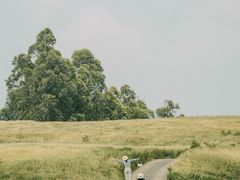 -空港花田景区