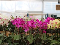 -三圣花乡旅游区