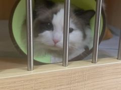 -谐和贝康宠物医院24小时·宠保定点(急重症转诊中心)