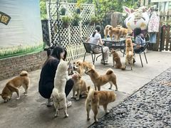 -柴犬高等学院·狗咖·柴犬售卖·宠物训练