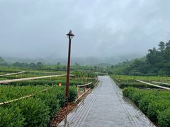 -龙坞茶村