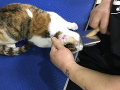 -酷狗靓猫宠物·洗护·美容·寄养(航北路店)