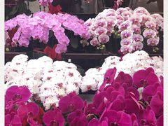 -秦美花卉(天朗·莱茵小城2期店)