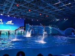 -海合安青岛极地海洋公园