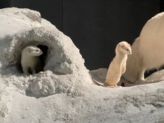 -浙江自然博物院(杭州馆)