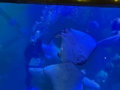 -合肥海洋世界