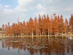 -白鹭湾湿地公园