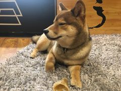 -柴务处·柴犬主题狗咖