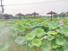 -嘉北郊野公园
