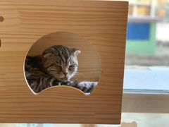 -名猫咖啡馆·撸猫·拼豆