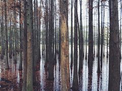 -昆山城市生态森林公园