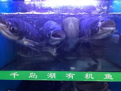 -全乐鱼馆·淳牌有机鱼直营店