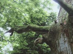 -天目山大树王景区