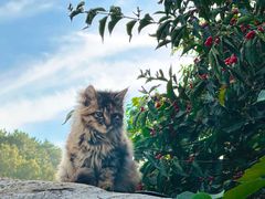 -北京西山国家森林公园