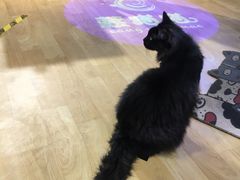 -藏猫猫咖啡主题馆(中央大道店)