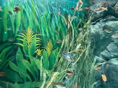 -上海海洋水族馆