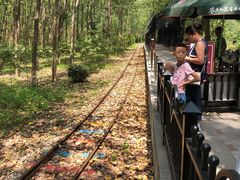 -合肥滨湖国家森林公园