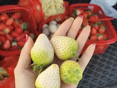 -喜杨洋草莓采摘园