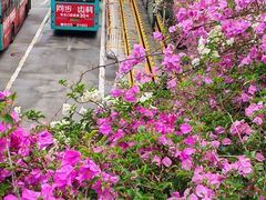 -深圳仙湖植物园