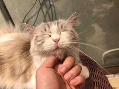 -momokira米努特·德文卷毛猫·棉花面纱犬