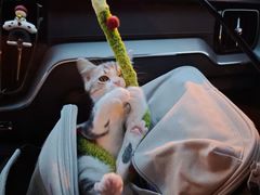 -翊宠yipet猫狗购宠庄园
