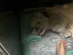-谐和益家动物医院·免疫绝育·血液透析·宠保定点医院(高新伊藤分院)
