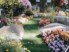 -上海共青森林公园