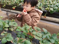 -甜心庄园·甜心草莓采摘园(西青中北店)
