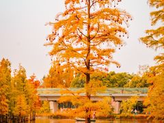 -白鹭湾湿地公园