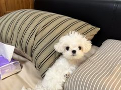 -瑞派申生动物医院·24H夜诊·国际动物医疗中心·骨外科(吴中路店)