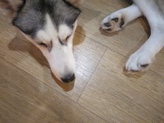 -Husky Go! 哈士奇体验馆·宠物咖啡厅狗咖