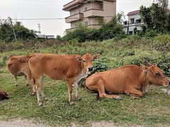 -八仔大富楼·河鲜(西江店)