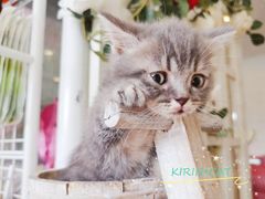 -十年猫舍·猫咪专门店(普陀店)