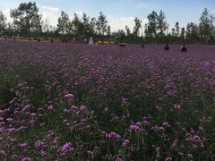 -荷兰花海