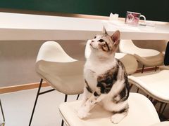 -飞行喵MR PILOT|猫舍·猫咖(静安大融城店)